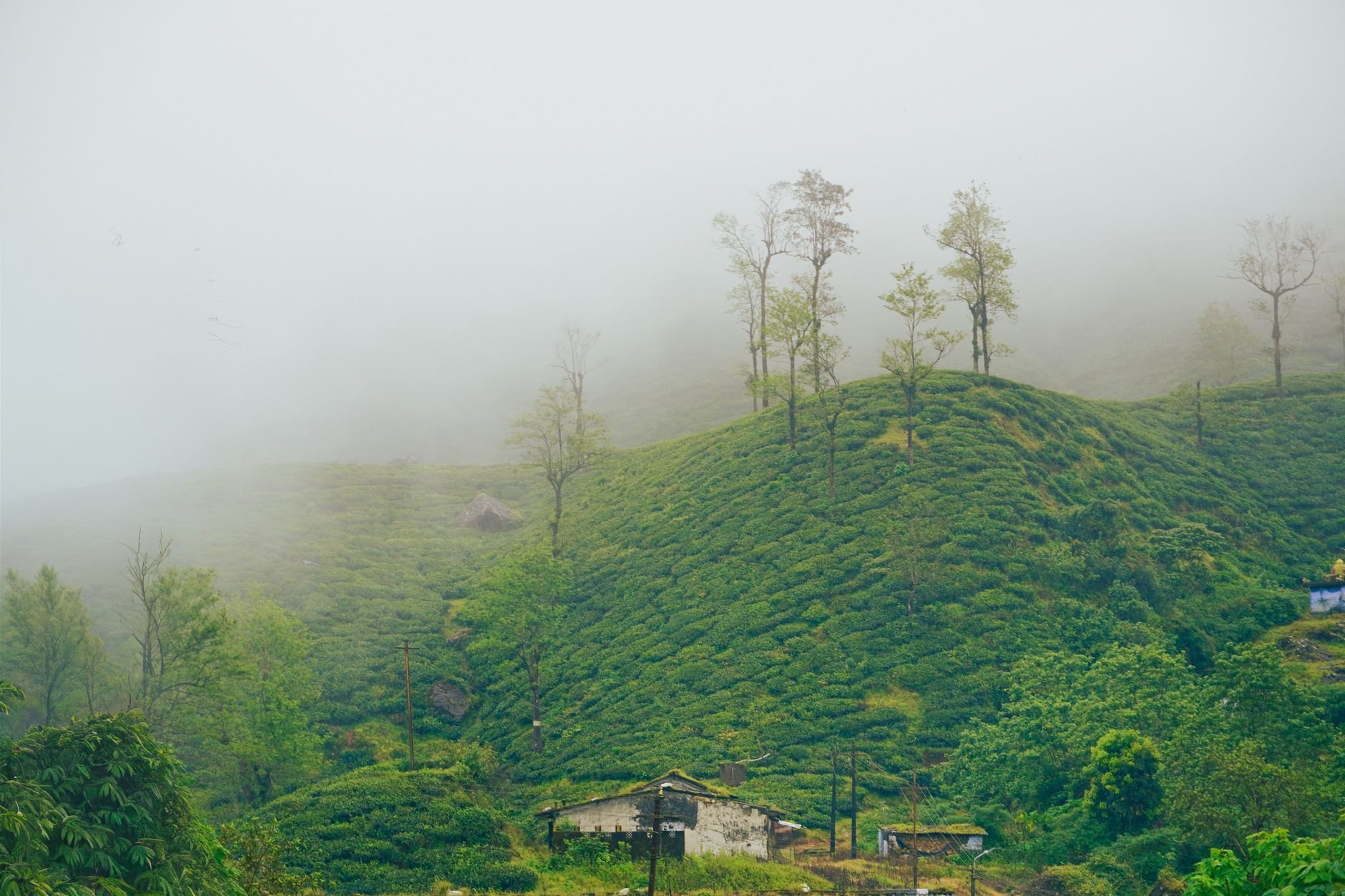 Foggy morning view of lush green tea plantations in Valparai, India